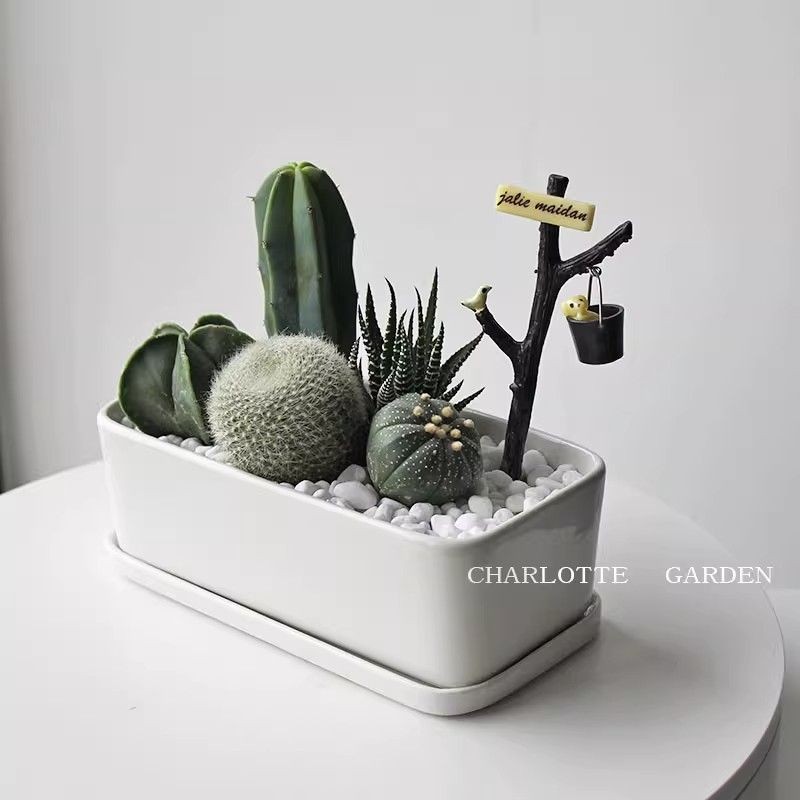 Charlotte Garden Cactus Potted Plant Office Desktop Succulent Plant ในร่ม Creative Green Plant ดอกไม