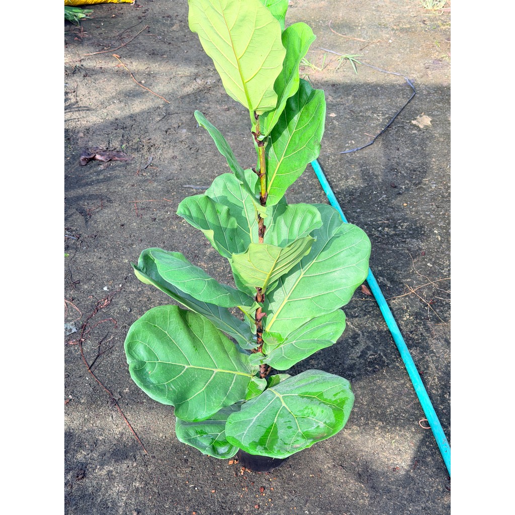 มุมมอง 3