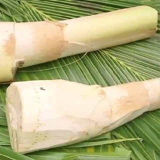 สดใหม่จากฟาร์ม ยอดมะพร้าวอ่อน สด สะอาด รับประกันคุณภาพ ราคา …