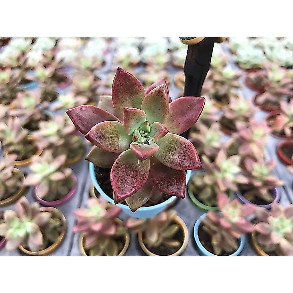 Echeveria Sedum Red Jelly