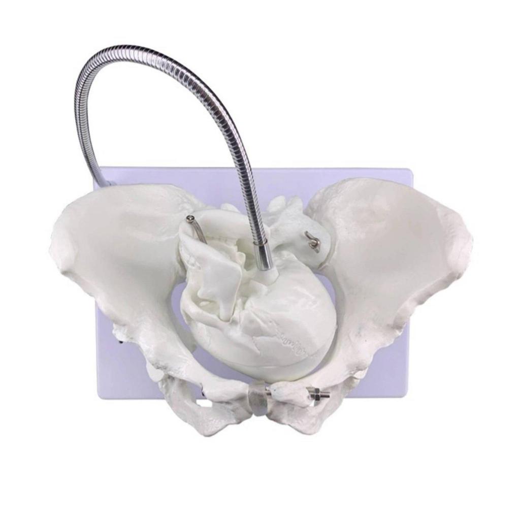 [txejgi] Childbirth สอน Pelvis การศึกษาจอแสดงผล Obstetric Pelvis รุ่นจําลองเกิดทารกในครรภ์สูง