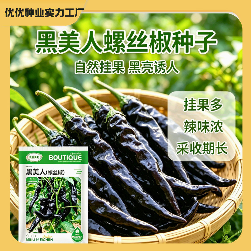 现货热卖黑美人辣椒种子螺丝椒紫黑尖椒紫辣椒种籽菜园农家四季播种蔬菜种Black Beauty Pepper Seed Screw Pepper Purple Black Pepper Purple20