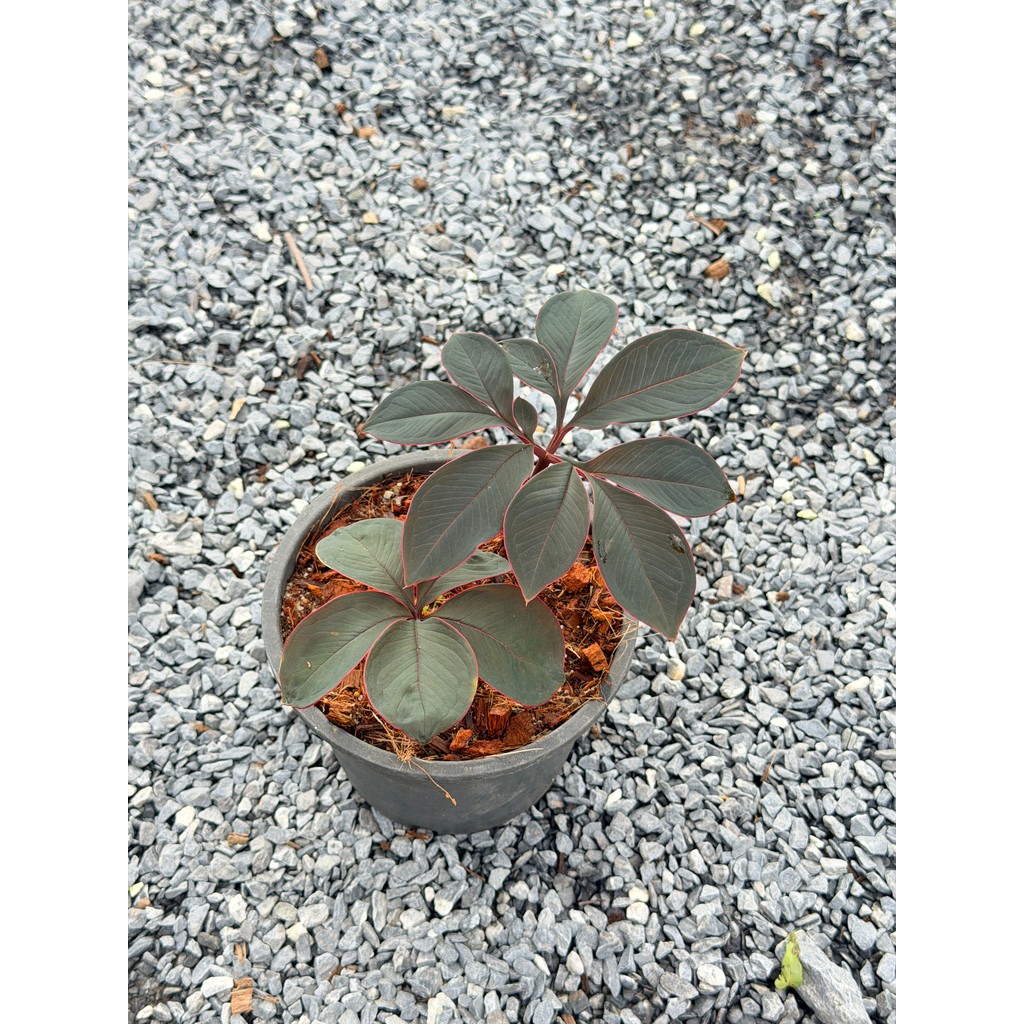 มุมมอง 6