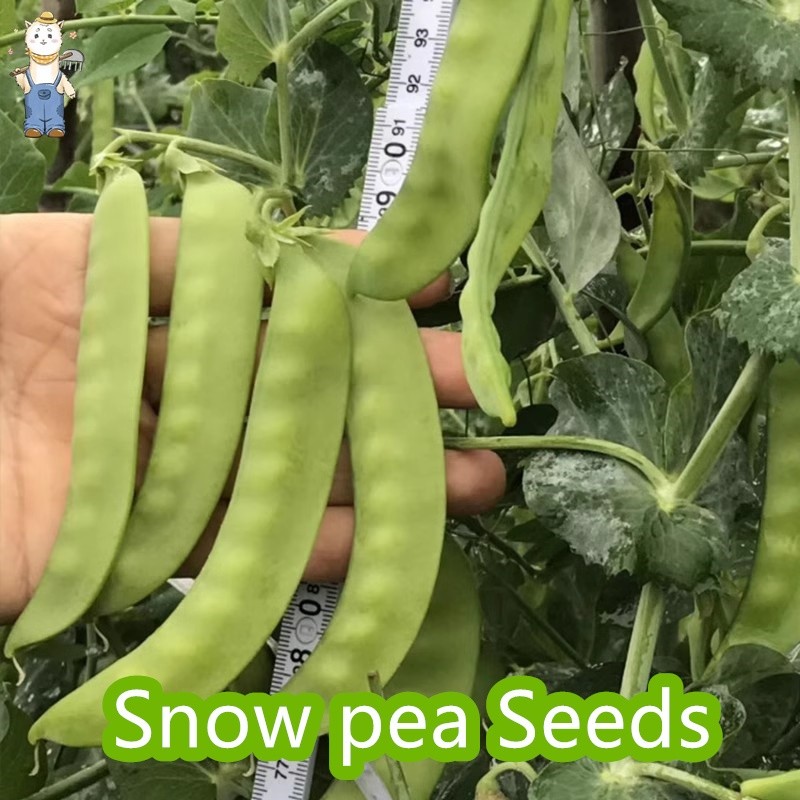 (10เมล็ด) เมล็ดพันธุ์ถั่วลันเตา เวียงพิงค์ Chinese Snow Peas Seeds เมล็ดพันธุ์อินทรีย์ ปลูกกลางแจ้ง