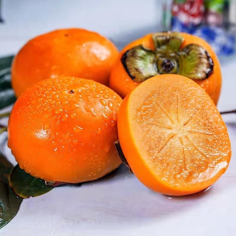 10เมล็ด เมล็ดพันธุ์ ลูกพลับ Persimmon Seeds Fruit Seeds บอนไซ ต้นไม้มงคล เมล็ดพันธุ์บอนสี เมล็ดพันธุ์ผลไม้  Plants - รูปที่ 3