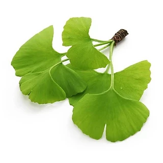 Ginkgo Biloba 40mg. 60 Cap.สารสกัดจากใบแป๊ะก๊วย