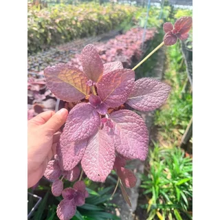 พรมญี่ปุ่นชมพู 6 นิ้ว - Purple Waffle Plant, Waffle Plant
