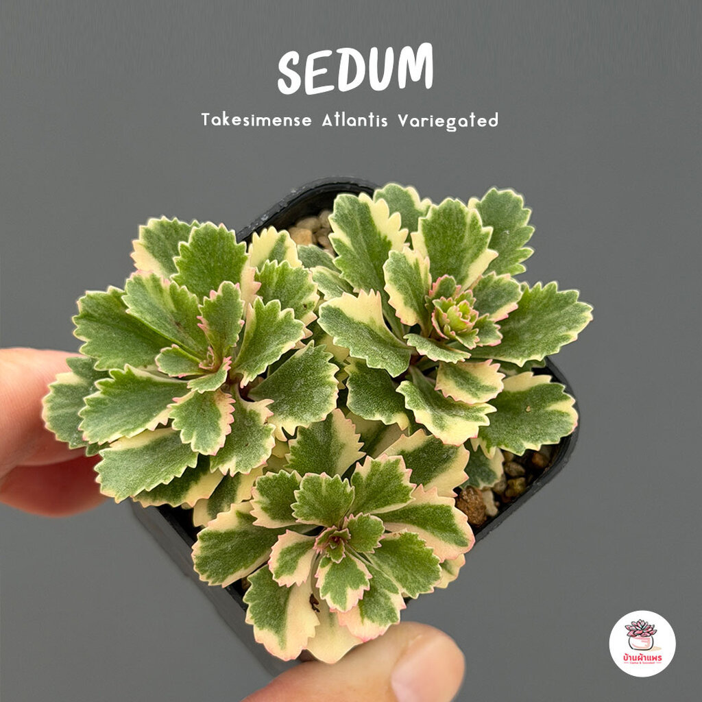 Sedum Takesimense Atlantis Variegated กุหลาบหิน cactus&succulentหลากหลายสายพันธุ์