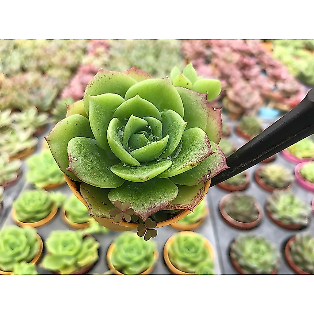 Graptoveria Jadeite