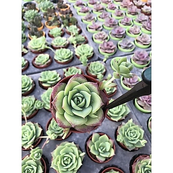 Graptoveria Jadeite รูปที่ 3