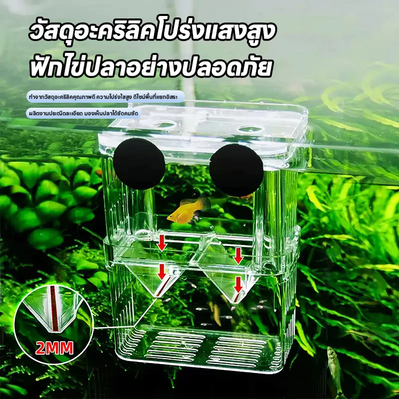 กล่องแยกปลา ตู้แยกปลาคลอดลูก แยกได้ 2 thumbnail 7
