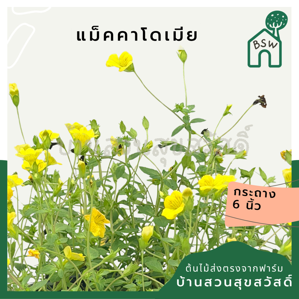 เมอร์คาร์โดเนีย 6 นิ้ว - Mecardonia