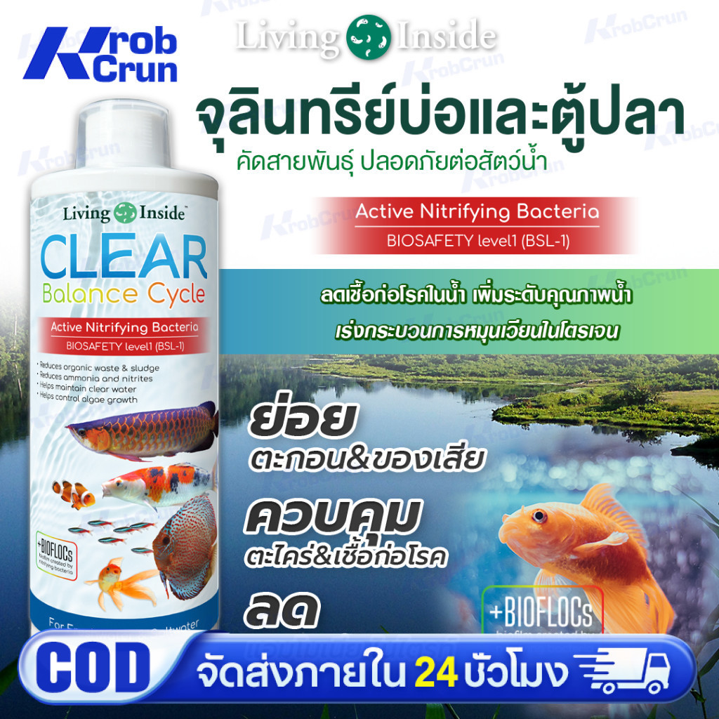 จุลินทรีย์ แบคทีเรีย บ่อปลา ตู้ปลา น้ำใส ลดตะไคร่ ย่อยของเสีย ลดกลิ่น Living Inside
