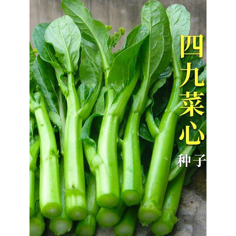 现货热卖速生25天菜心种子广东四九甜脆菜心耐热油青耐高温农家青菜苔种子Fast-growing 25-day cabbage heart seeds Guangdong 49 sweet and cr