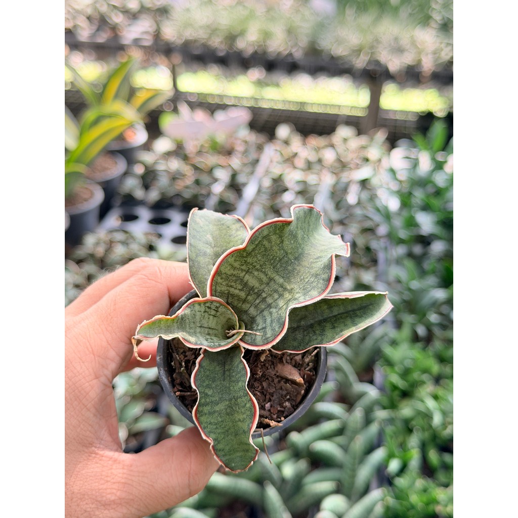 มุมมอง 5