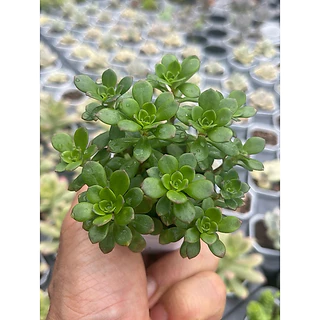 Sedum cepaea L. ไม้อวบนำ้ น่ารักๆ กระถาง 2 นิ้ว
