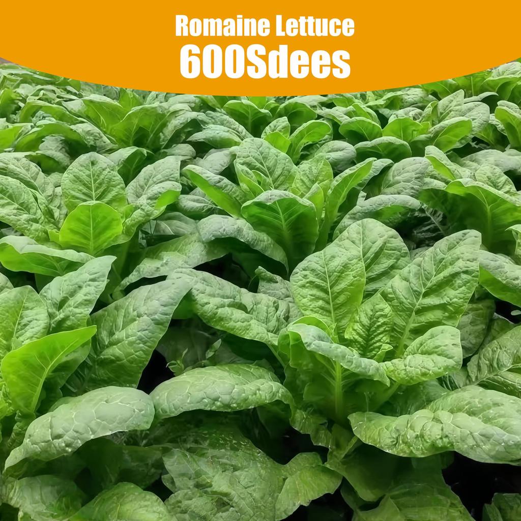 Romaine Lettuce 600seeds Rapid Leafy Lettuce Seed High Germination Rate Vegetable Seeds