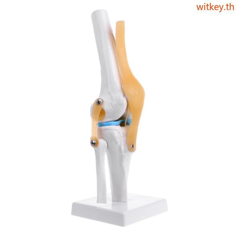 WIT Human Anatomical Knee Joint ยืดหยุ่นโครงกระดูกรุ่น Medical Learning Aid Anatomy
