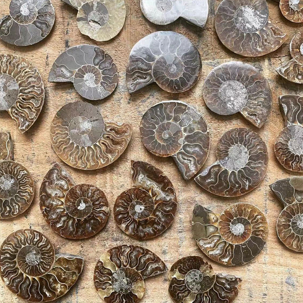 ขายส่ง ธรรมชาติ Madagascar Conch Fossil Sliced Snail Ammonite Palo Fossil หินหบตัวอย่าง