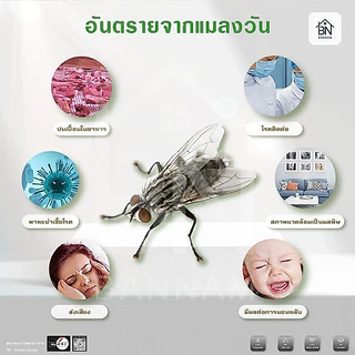 กาวดักแมลงวัน แผ่นกาวดักแมงวัน กาวดักแมลงวัน ที่ดักแมงวัน ของแท้100%