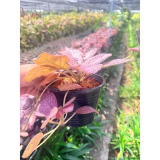 พรมญี่ปุ่นชมพู 6 นิ้ว - Purple Waffle Plant, Waffle Plant