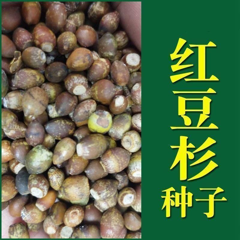 Xincai Linmu Seeds Red Bean Fir Seeds Alias Red Bean Tree Red Fir Four Seasons Sowable Seeds26560904