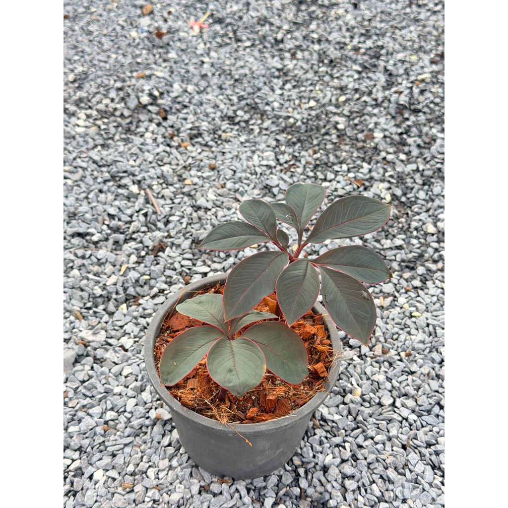 มุมมอง 3