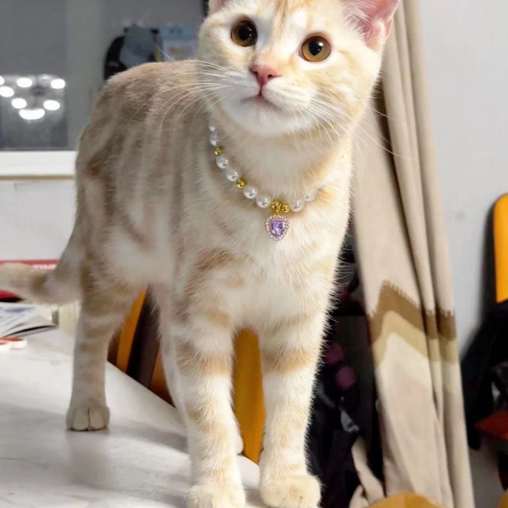 ขายร้อน Influencer Cat Pearl สร้อยคอสุนัขแมวแมวน่ารักมูลค่าสูงตกแต่งภาพ Love Rhinestones [yfS]
