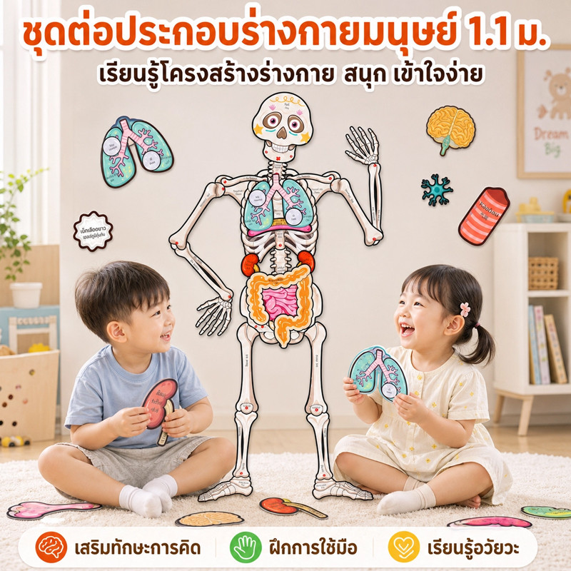 COD อวัยวะของร่างกาย โครงสร้างกระดูก แบบจำลอง จิ๊กซอว์ 1.1M วิทยาศาสตร์ร่างกาย ถอดได้ ของเล่นเพื่อการศึกษ