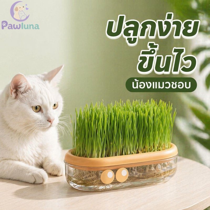 Cat Grass Hydroponic Planter Pet Hairball Control Easy Grow ดินฟรี Fresh Sprouts 5 แพ็คเมล็ด