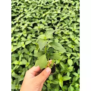 เมล็ดพันธุ์เมล็ดเเมงลัก 1000 เมล็ด อัตรางอกดี ปลูกง่าย โตเร็ว ใบหอม เก็บเกี่ยวไว ปลูกได้ทั้งแปลงและกระถาง (ซื้อ 10 แถม1)
