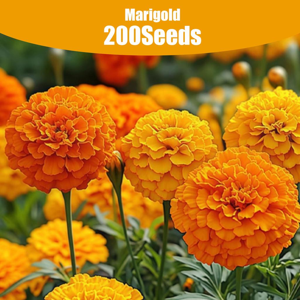 Marigold Flower Seeds 200 Pcs /Mixed Pack - Potted Flowering Plants Seeds