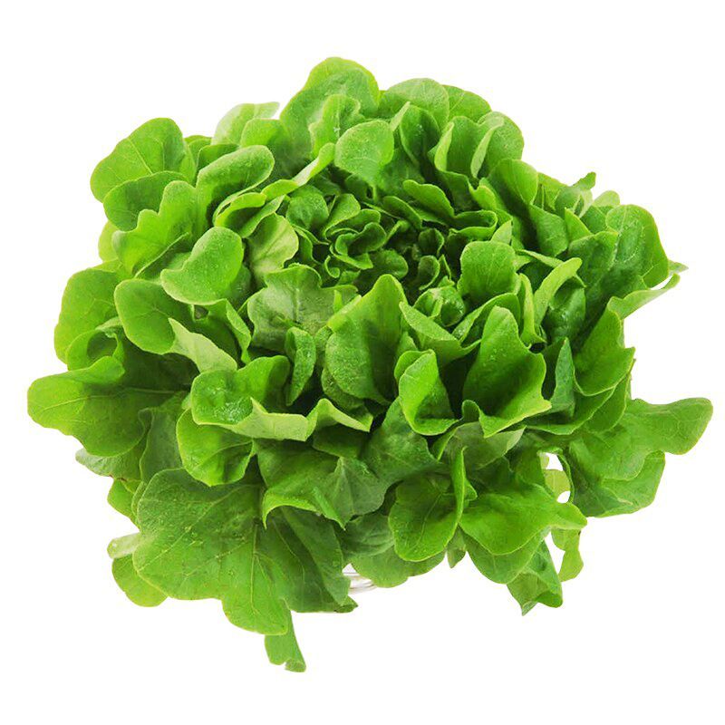 บัตเตอร์เฮดออร์แกนิค Organic Butterhead [หมายเลขบาร์โค้ด 0000031172028] สินค้าคุณภาพดีคัดสรรเพื่อคุณ