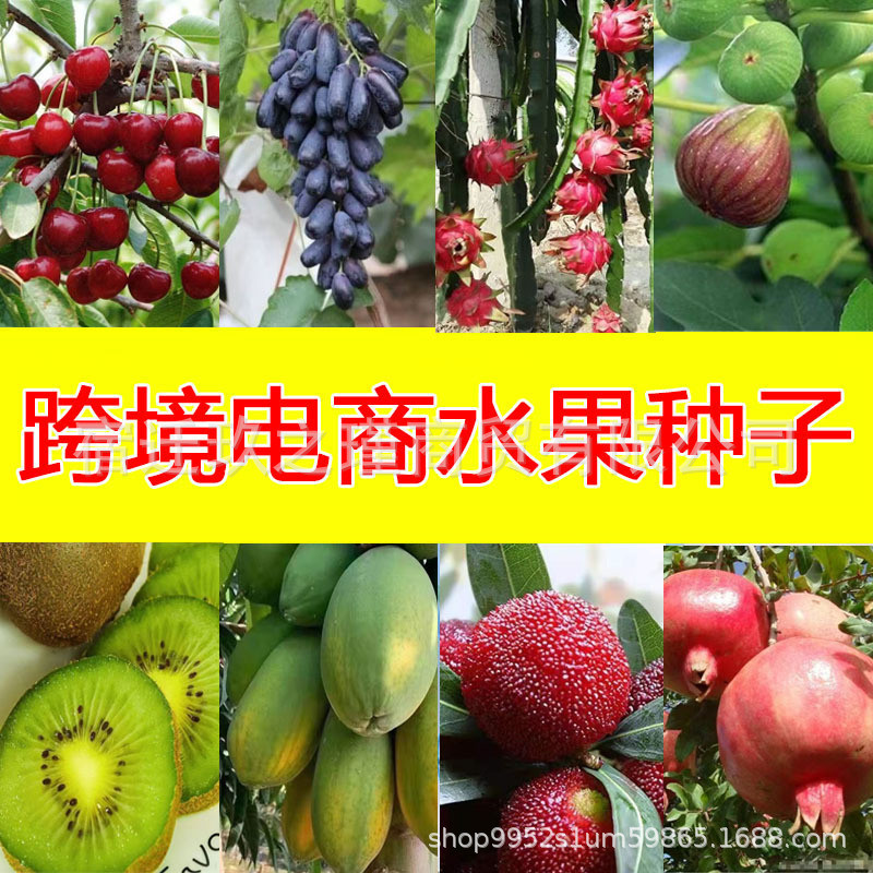 Ready Straw Fruit Seed Tree Grape Mulberry Lychee Cherry Papaya Dragon Fruit Kiwi Carambola Pomegran