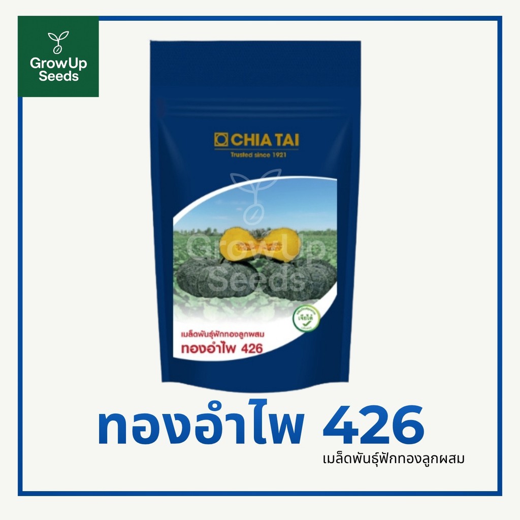 ทองอำไพ 426  เมล็ดพันธุ์ฟักทอง  ฟักทอง ลูกผสม  ตราเจียไต๋  ขนาด 1000 เมล็ด