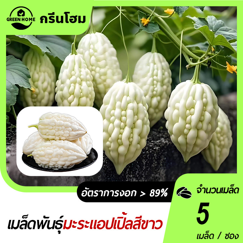 เมล็ดมะระขาวไต้หวัน เมล็ดมะระแอปเปิ้ลขาว 5เมล็ด เนื้อฟูหนา ขมน้อย สามารถทานดิบได้
