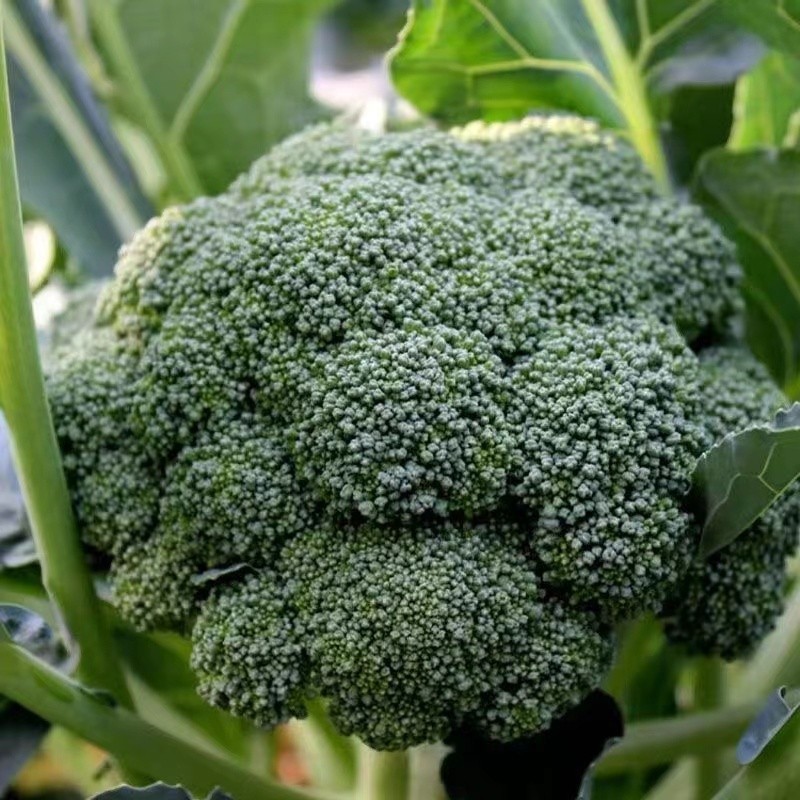 เมล็ดพันธุ์ บล็อคโคลี่ วอลทัม 150 เมล็ด  BROCCOLI SEEDS เมล็ดพันธุ์แท้ นำเข้าจากต่างประเทศ ปลูกผัก สวนครัว ถูกดี - รูปที่ 2