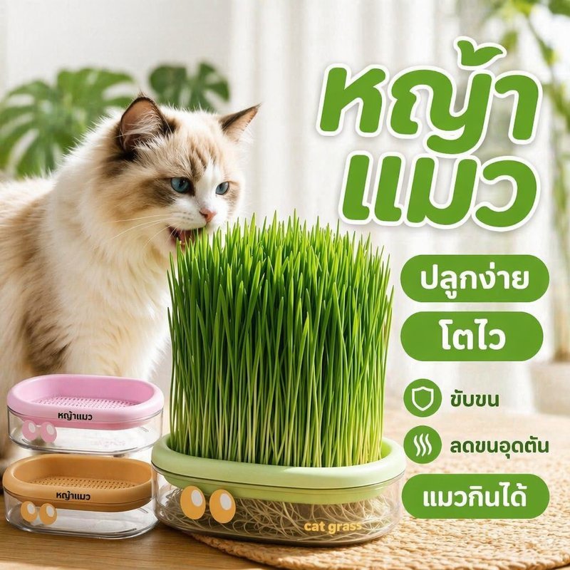 ชุดปลูกหญ้าแมว ไฮโดรโปนิกส์ เมล็ดข้าวสาลีออร์แกนิค ไม่ใช้ดิน พร้อมถังเพาะในบ้าน