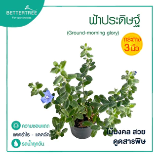ฟ้าประดิษฐ์ กระถาง 3 นิ้ว ต้นไม้ดอก ต้นไม้แดด