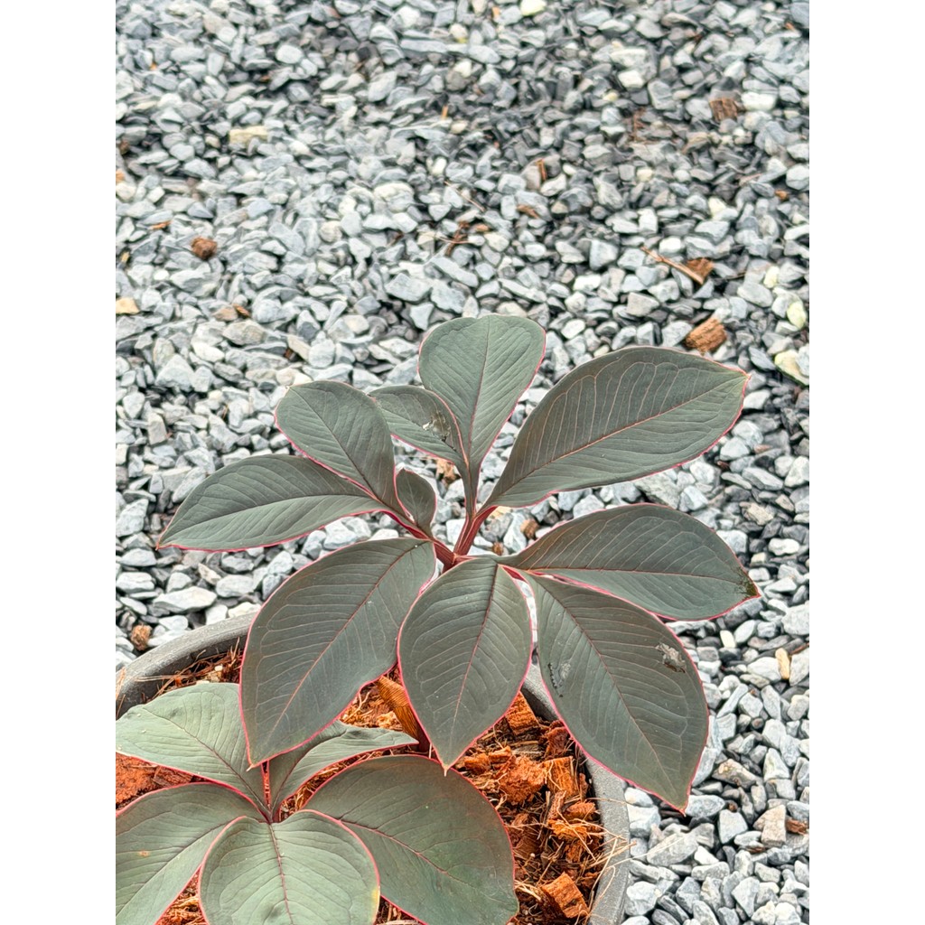 มุมมอง 4