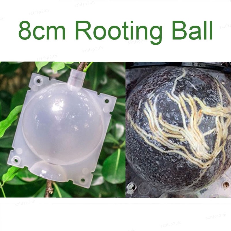 8 ซม. Rooter Grow กล่องผลไม้ต้นไม้ Plant Rooting Ball Root Growing กรณี Grafting Breeding Garden เคร