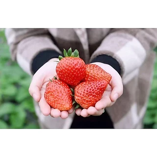 เมล็ดพันธุ์สตอเบอรี่ยักษ์ 500 เมล็ด Sweet Strawberry Seeds Fruit Seeds เมล็ดพันธุ์แท้ ปลูกง่ายปลูกได้ทั่วไทย