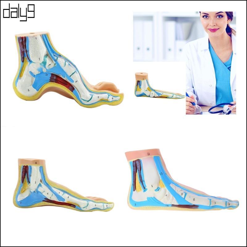 Dal ปกติเท้า Anatomy รุ่นเท้าแบน Anatomy รุ่น Arched เท้า Anatomy รุ่นรวมทั้งกระดูกกล้ามเนื้อ Ligame