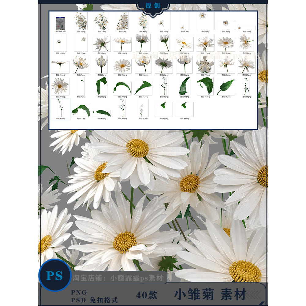 [pn-124-1] ดอกไม้เดซี่สดสีขาวลายดอกไม้พืชสร้างสรรค์ดอกไม้หัวเข็มขัดฟรีวัสดุ ps