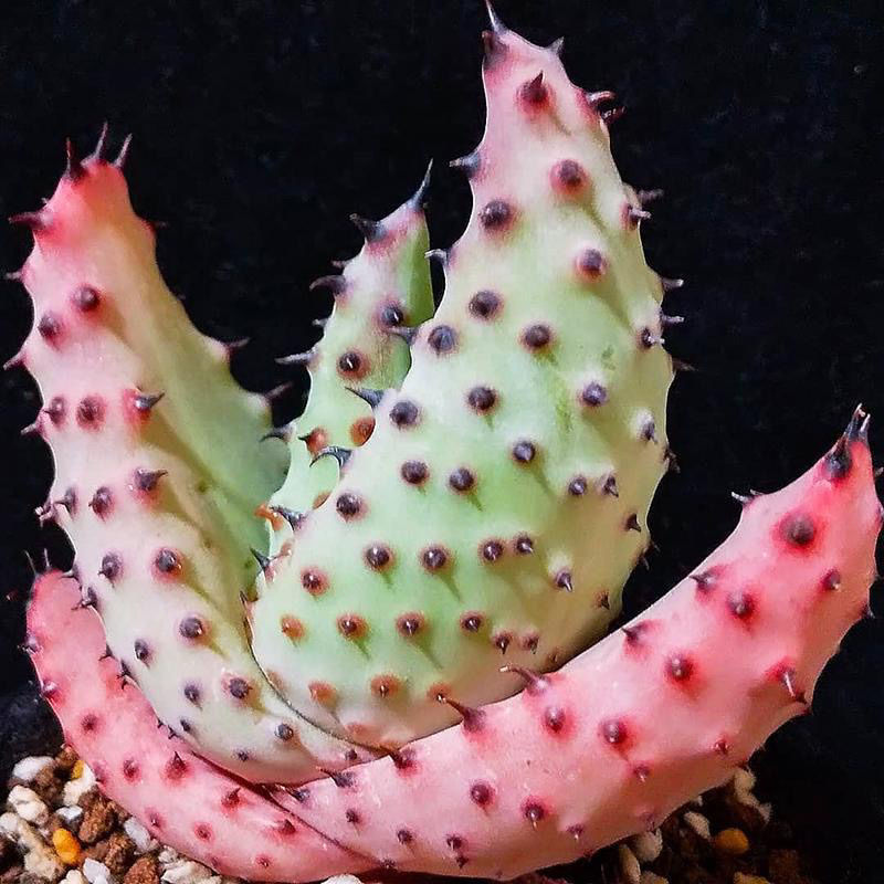 Ghost Cut Aloe Vera เมล็ดแท้ Broadcasting Real Root Series 2 Real Shot Crown กว้าง 5-6 ซม. สุ่มเรือ 