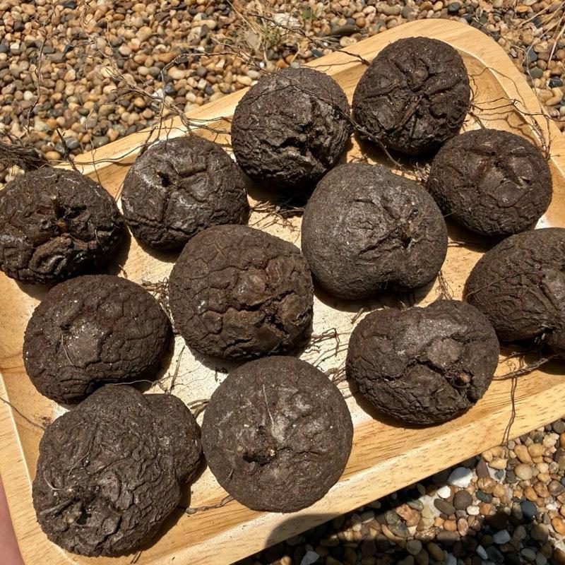 ต้นกระดองเต่า Dioscorea elephantipes