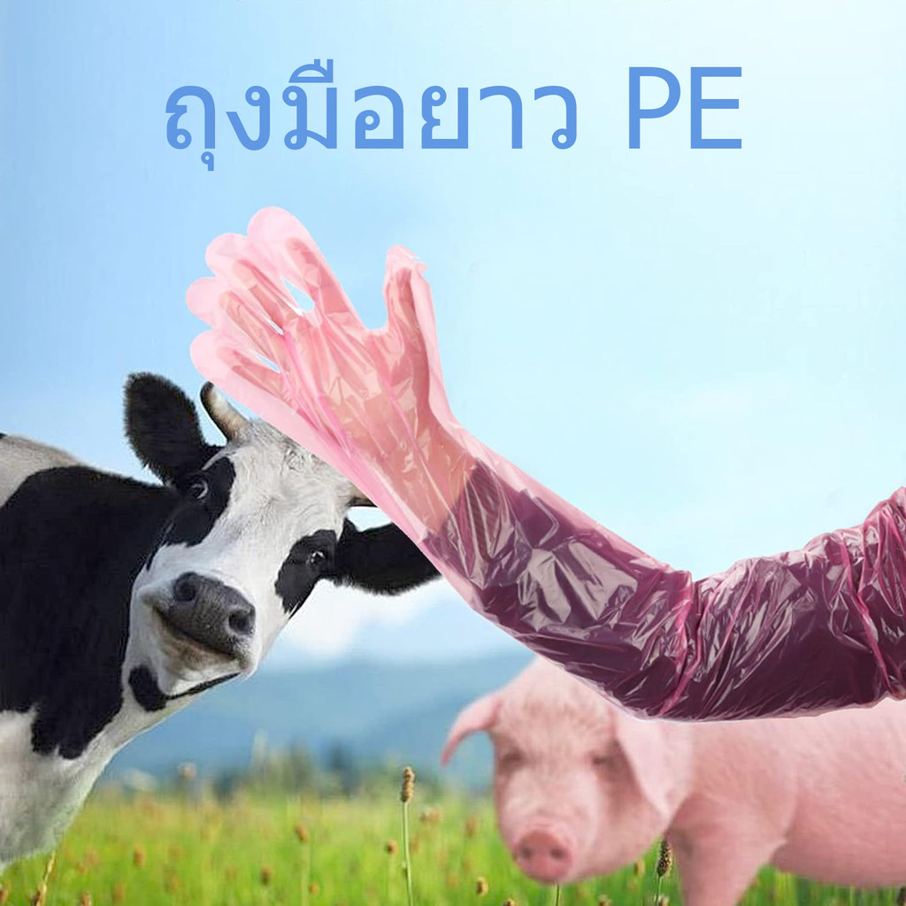 ถุงมืPE glove ยาวถึงหัวไหล่อย่างดี เหนียว ยืดหยุ่นสูง ถุงมือผสมเทียม