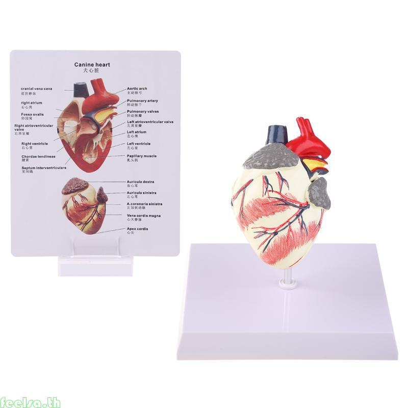 Feela Dog Heart Anatomy Model Canine Pet Animal Organ Study Teaching Aid Education
