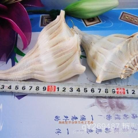 Transfer Snail Shell L-15 Conch ขายส่ง L-15 Conch ขายส่ง L-Natural NTGR