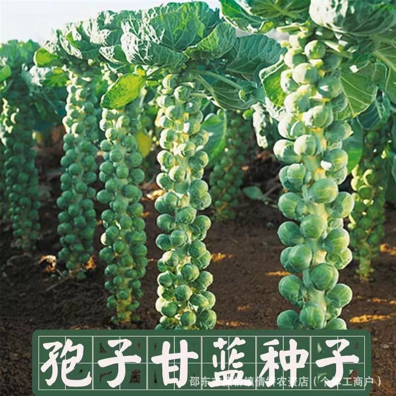 Spores Kale Seeds Buds Kale Robe Kale Mini Steamed Buns Hug Seeds